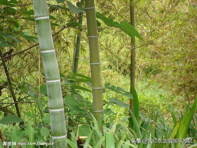 宁可食无肉，不可居无竹，表达了竹子什么样的思想感情？据文献记载 古代哪位大文豪爱用 ldquo 呵呵 rdquo 两字表达情感