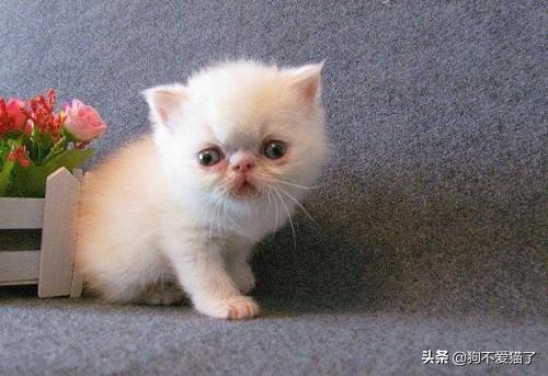 2个月小猫得猫藓怎么办，两个月大的猫咪有猫癣