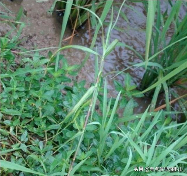 适合林下种植的牧草,适合林下种植的牧草有哪些