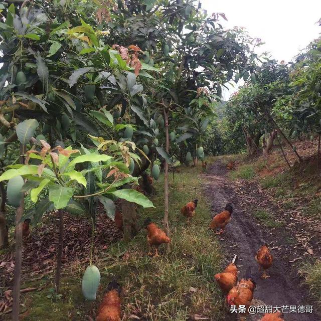 鸡的养殖技术视频-鸡的养殖技术视频教程