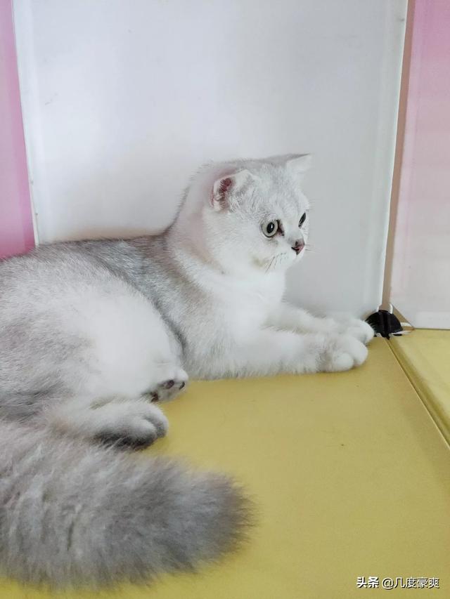 我家的猫咪为什么不愿意让人抱,第3张