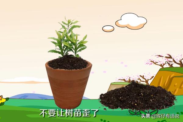 杨梅怎么种植方法，杨梅怎么种植方法视频