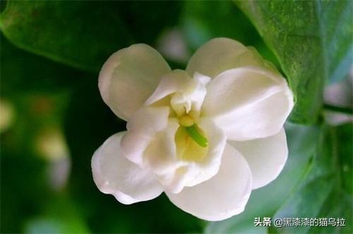 夏天的花有什么花最美10种（夏天的十大名花）