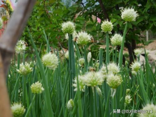 开花像葱花的花卉? 开花像葱花的花卉有哪些!