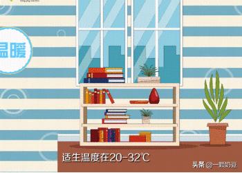 绿植盆景花蔷薇怎么养护和管理(图3)