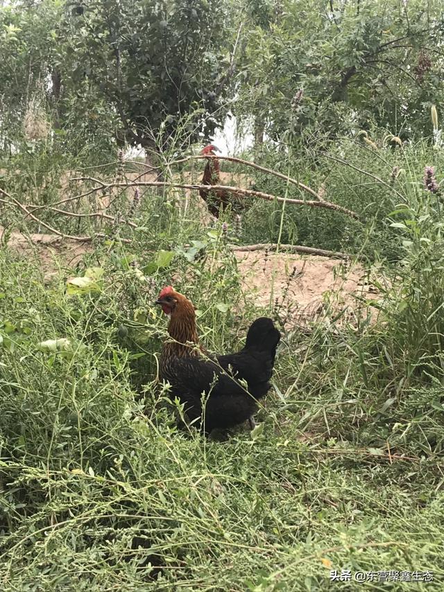 北京养殖土鸡-北京养殖土鸡的地方