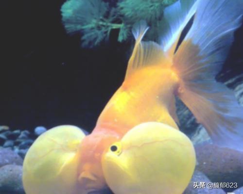 金鱼吐泡泡是怎么回事