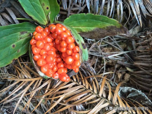 农家果园农民种植什么好,农家果园农民种植什么好呢