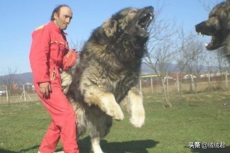 各种大型猛犬一览,第14张