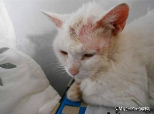 猫咪掉毛的原因是什么,第4张