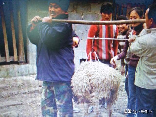 养殖黑山羊的销路-养殖黑山羊的销路怎么样