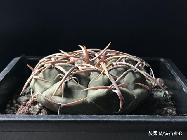 花园花卉选择阳光不足? 花园花卉选择阳光不足的原因!