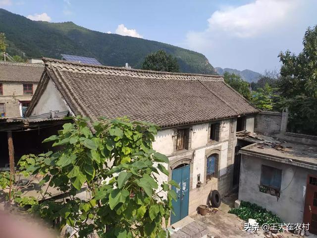 吉林梨树县生猪价格-吉林梨树县生猪价格表最新