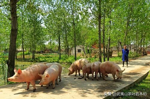 果园种植托管协议怎么写,果园种植托管协议怎么写的