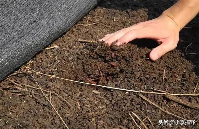 豆腐渣养殖蝇蛆效果-豆腐渣养殖蝇蛆效果怎么样