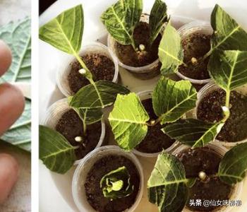 绣球无尽夏的种植方法，绣球无尽夏的种植方法北方