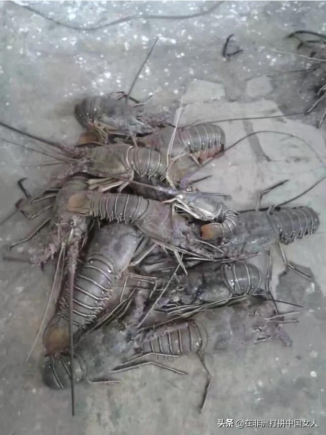 热带鱼要怎么吃才好吃(图10)