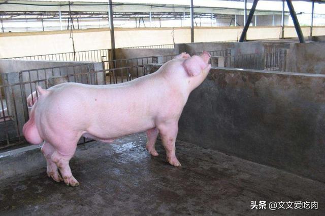 山东大白种猪价格-山东大白种猪价格表