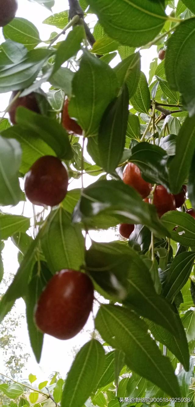 叶子花树,叶子花属