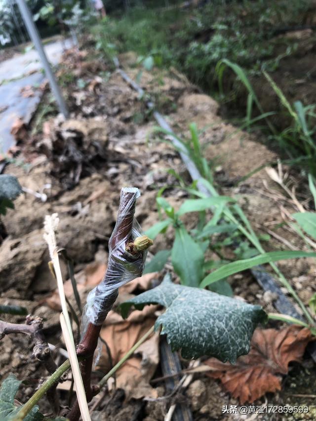 果园水果葡萄种植技术视频,果园水果葡萄种植技术视频教程