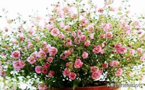 木槿花怎么养活-木槿花怎么养活的