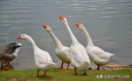 湖南长得快饲料有限公司-湖南长得快饲料有限公司吴坤