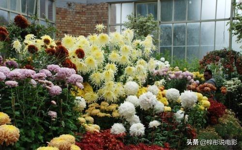 花卉种子种植方法，花卉种子种植方法视频