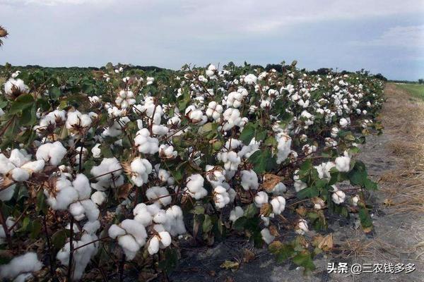 粮食价格上升会影响棉花吗，粮食价格上涨的影响