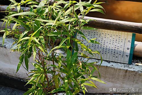 自己怎么修剪夏威夷竹子呢