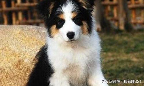 邊境牧羊犬價格?邊境牧羊犬價格多少錢一只!
