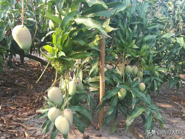 云南丽江市古城区农事体验山庄哪家口碑最好,丽江古城区农家乐