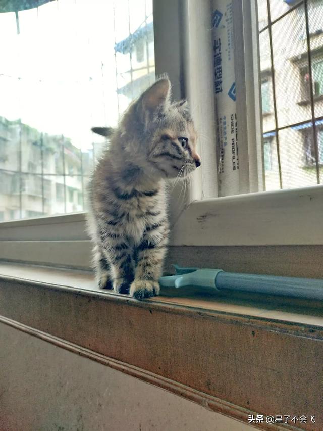 小猫怕生不愿意见光怎么办,第2张