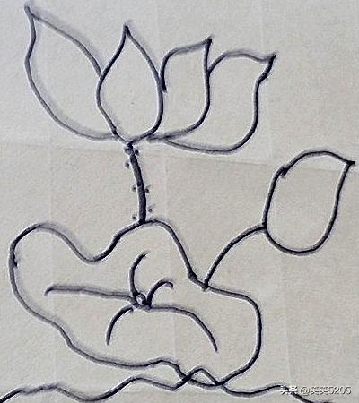 荷花的照片荷花的照片真实图片