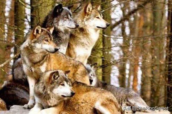 狼回头电影（狼回头电影免费观看2023年上映）