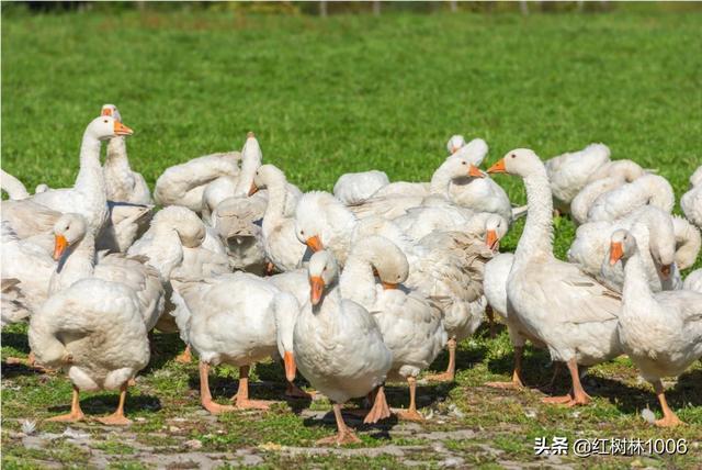 农业养殖鸭鹅价格走势如何，农业养殖鸭鹅价格走势如何看