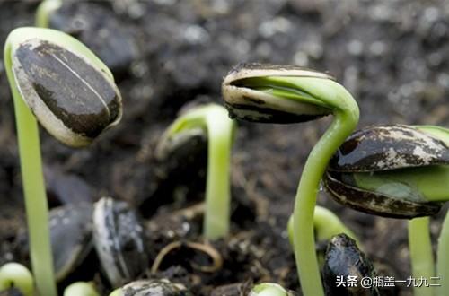 向日葵的种植方法，向日葵的种植方法和注意事项