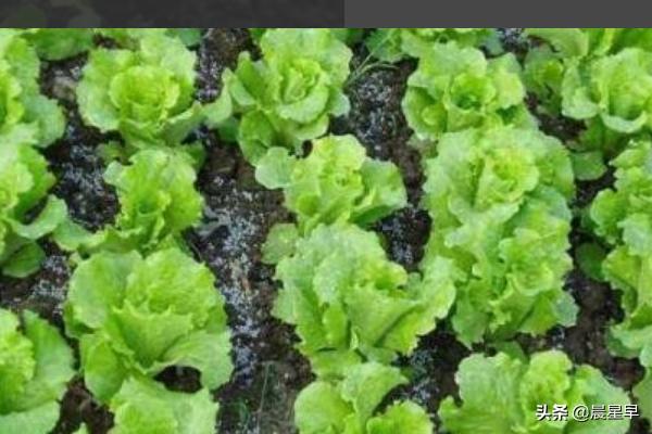 阳台生菜种植盆,阳台生菜种植盆景图片