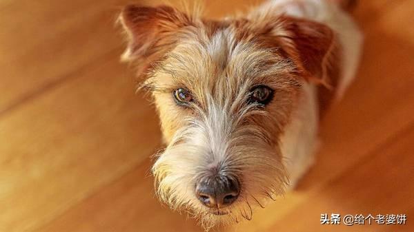 金毛总咬自己的腿怎么办？