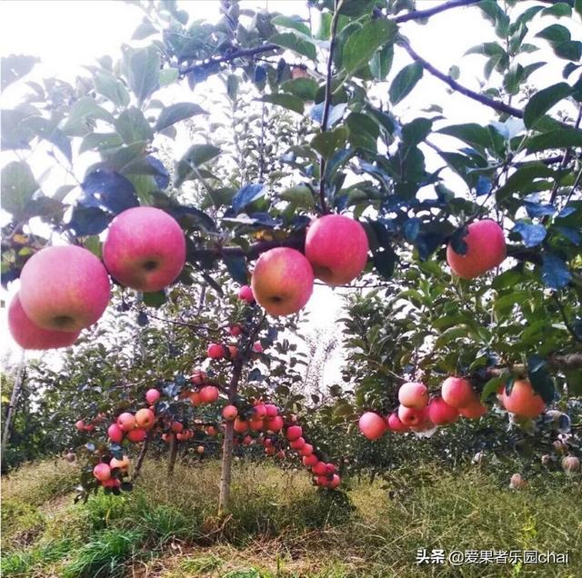 阿克苏种植苹果园视频,阿克苏种植苹果园视频播放