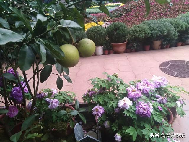 昆明花之城旅游路线攻略， 昆明花之城旅游路线攻略图