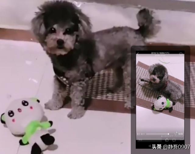 寵物美容吧?寵物美容貼吧!