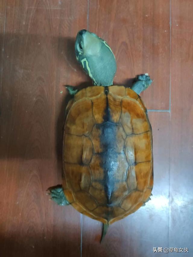 我想把草龟养成绿毛龟，可以吗？怎么养,第3张