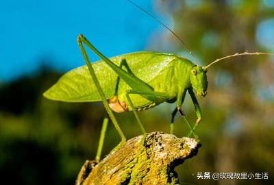 特种昆虫养殖网-特种昆虫养殖网站有哪些