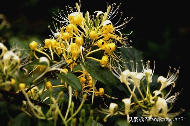 高山菜做法家常做法大全(图15)