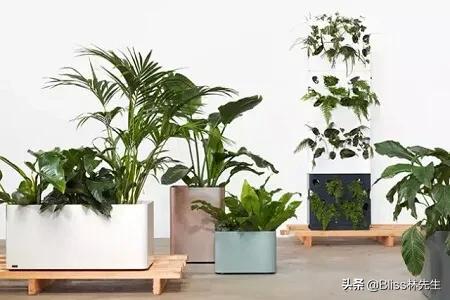 室内植物养护管理流程-室内植物养护管理流程图