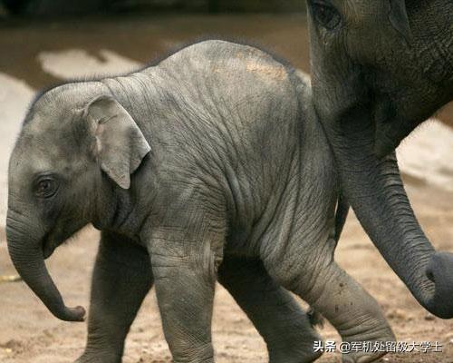 有关动物母爱的经典故事（关于动物母爱的真实故事）