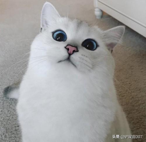 猫不吃东西了怎么办,第3张