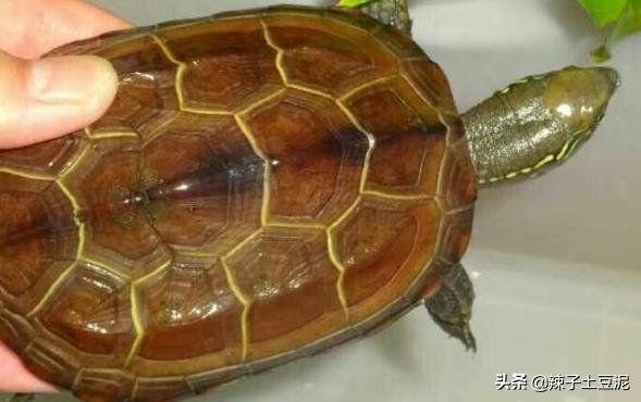 觀賞龜的種類?觀賞龜的種類 大全!