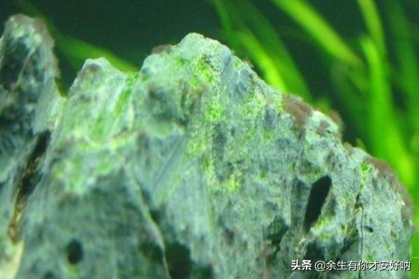 孢子的功效与作用和主治 孢子2-第5张图片-随然AIR主题