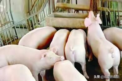 雏鹰农牧的仔猪价格-雏鹰农牧的仔猪价格是多少